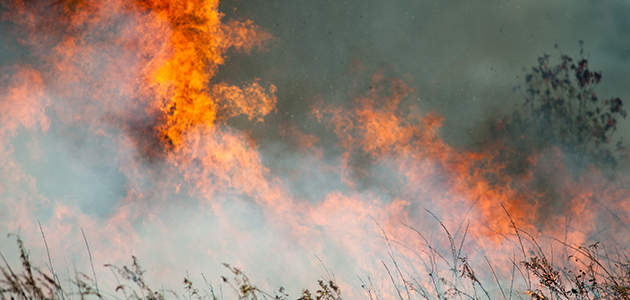 Bushfires