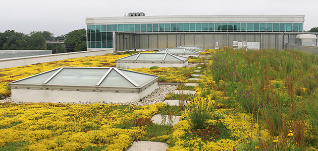 Eco Roof